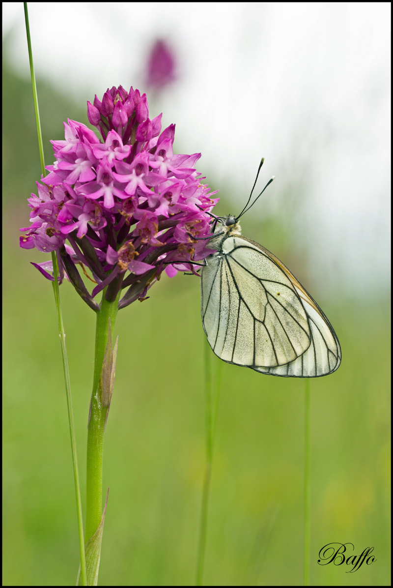 Aporia crataegi